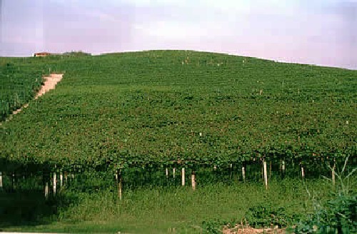 Vigneto in Abruzzo