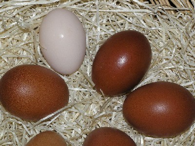 Uova cioccolato con uno bianco rosato