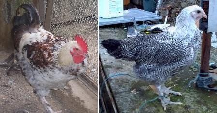 Varietà di Marans in via di creazione