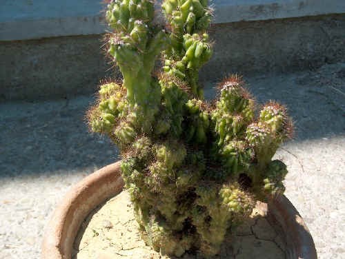 Cereus peruvians varietà mostruosa