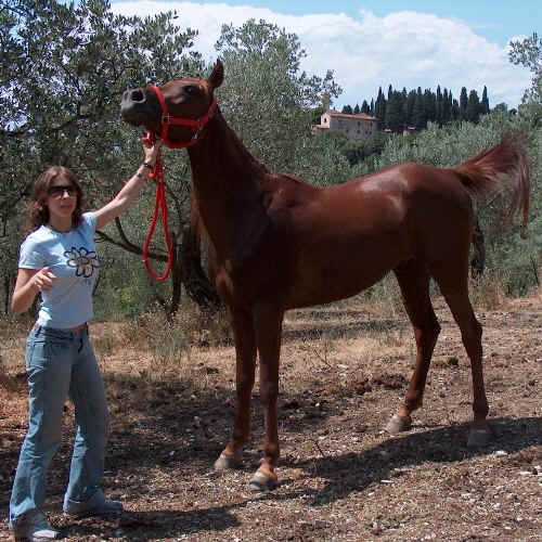 Laura Lavezzini con il suo cavallo Arabo