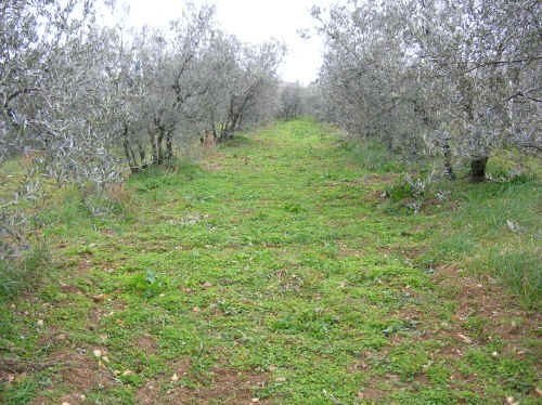 Oliveto inerbito con trifoglio sotterraneo