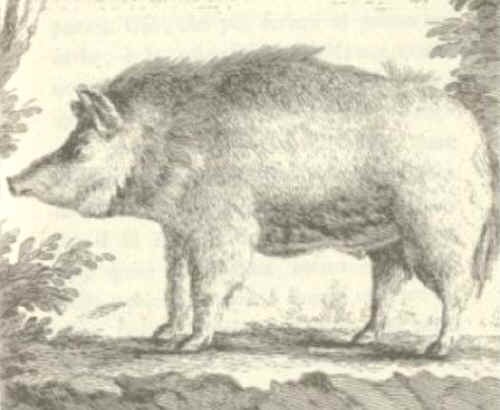 Il maiale Sardo disegnato dal Cetti