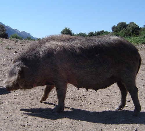 Scrofa di razza Sarda