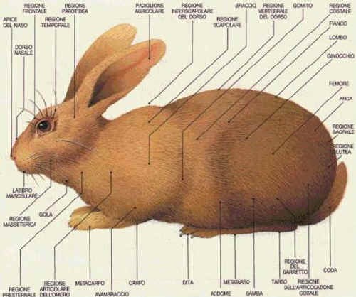 Morfologia regionale del Coniglio