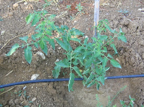 Piantina di Pomodoro con irrigazione a goccia