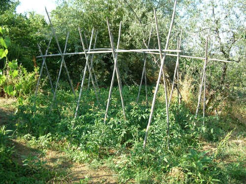 Piante di Pomodoro con sostegni