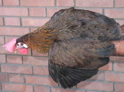 Italiener (Italiana) perniciata