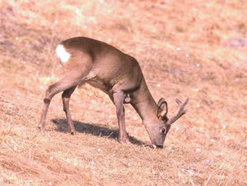 Maschio di capriolo