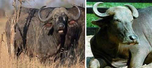 Bufalo Africano e Bufalo Asiatico