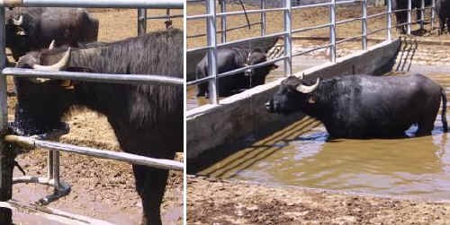 Bufale in vasca e all'abbeveratoio
