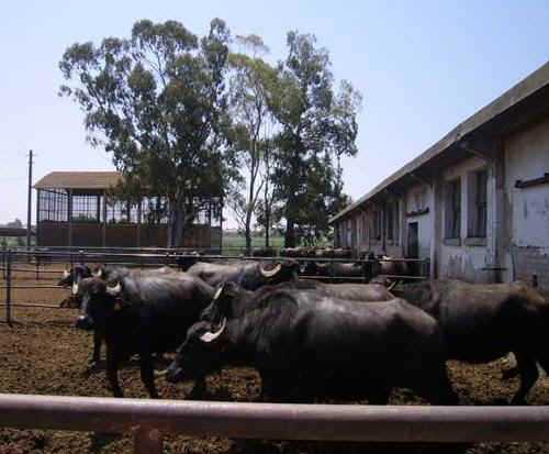 Bufale nella zona del paddock