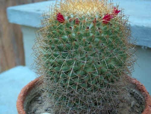 Mammillaria in fiore