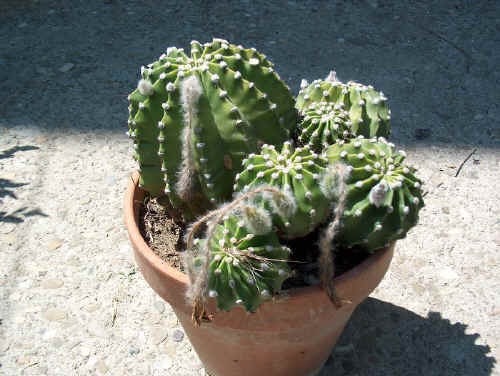 Echinopsis eyriesii di circa 20 anni