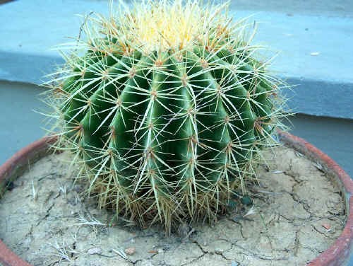 Echinocactus grusonii