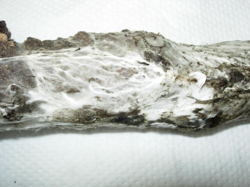 Micelio di Rosellinia necatrix