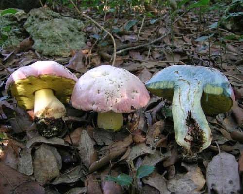 Boletus pulchrotinctus