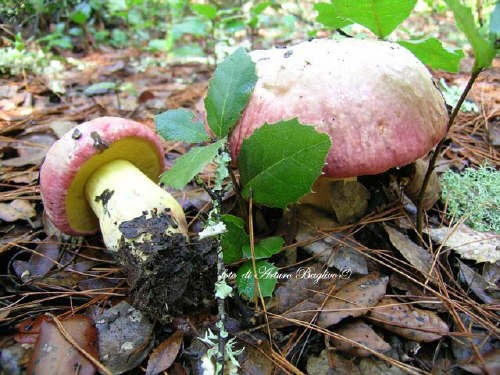 Boletus pulchrotinctus