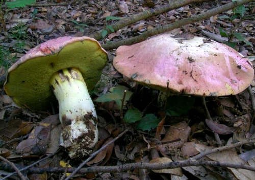 Boletus pulchrotinctus