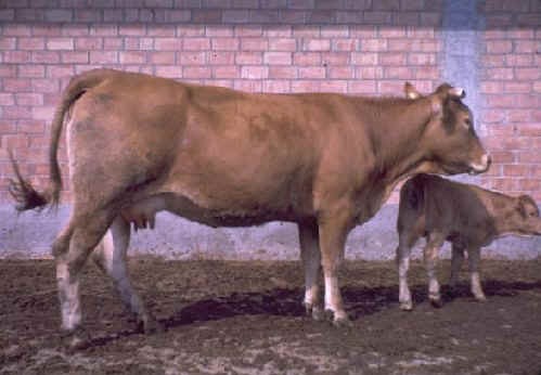 Vacca Limousine con vitello