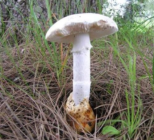 amanita proxima