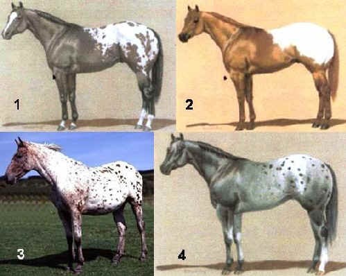 Mantelli dell'Appaloosa