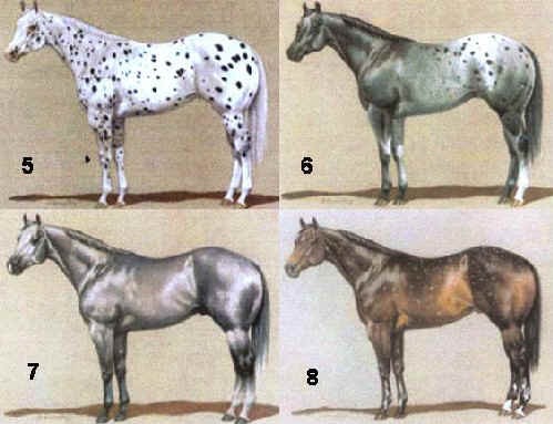 Mantelli dell'Appaloosa