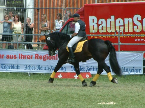 Cavallo Norico