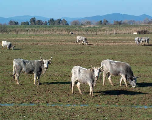 Maremmane al pascolo