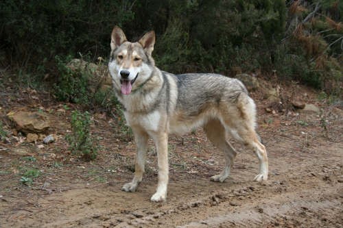 Cane lupo di Saarloos