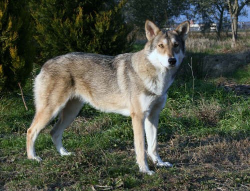 Cane lupo di Saarloos