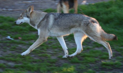 Cane lupo di Saarloos