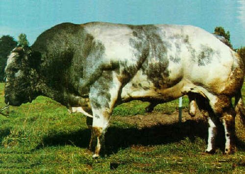 Toro di razza Blanc-Bleu Belga