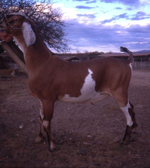 Maschio di Anglonubiana