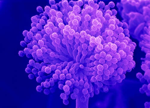 Aspergillus