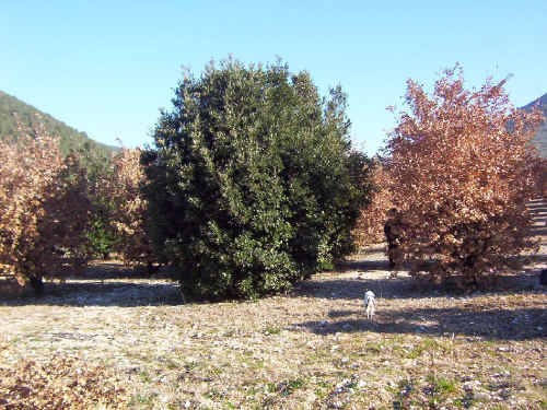 Tartufaia coltivata di Tuber melanosporum