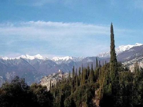 Cipressi nei pressi di Arco di Trento