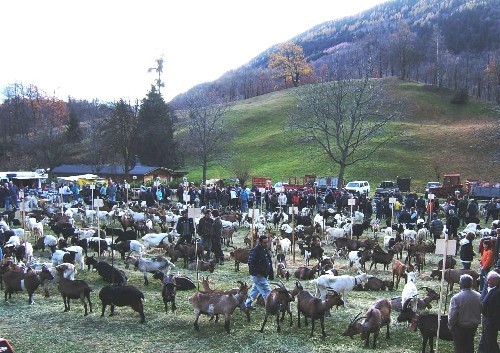 Mostra di capre alpine a Croveo