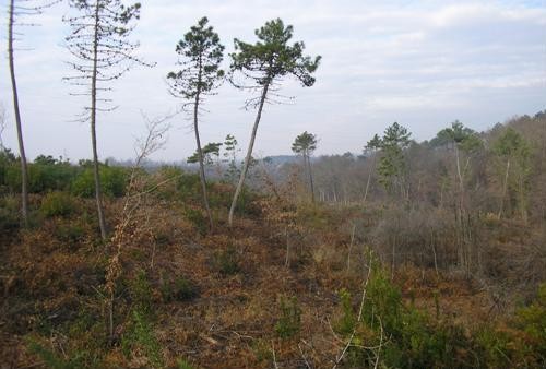 Ceduo misto di quercia, castagno e pino marittimo