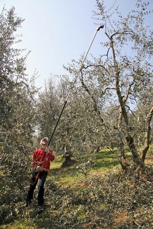 Potatura Dell Olivo Rivista Di Agraria Org