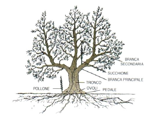 Potatura Dell Olivo Rivista Di Agraria Org