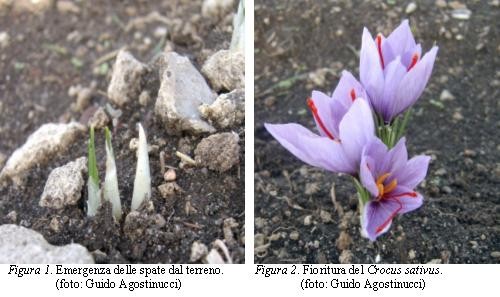 Zafferano - Crocus sativus L.