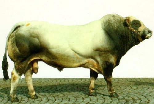 Toro Piemontese