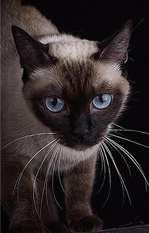 Siamese Tradizionale o Thai