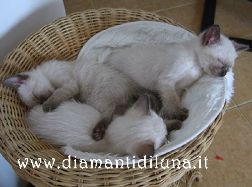 Cuccioli di Siamese Tradizionale