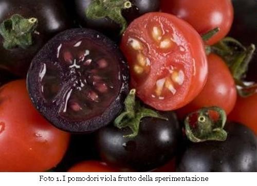 I pomodori viola frutto della sperimentazione