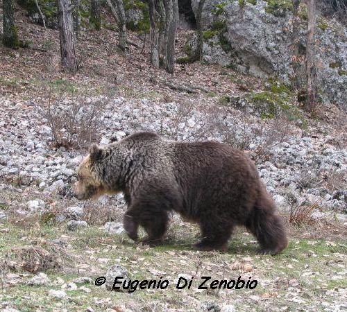 Orso Marsicano