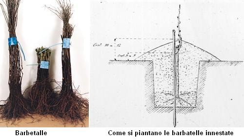 Impianto delle barbatelle