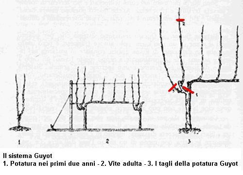 Sistemi di allevamento