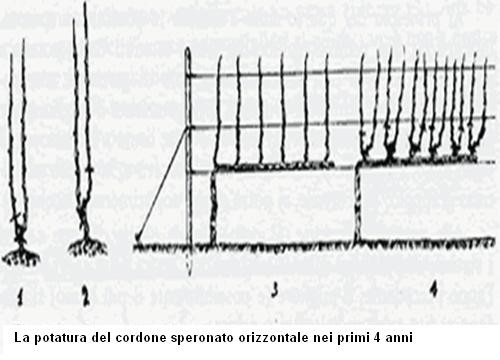 Potatura del Cordone speronato